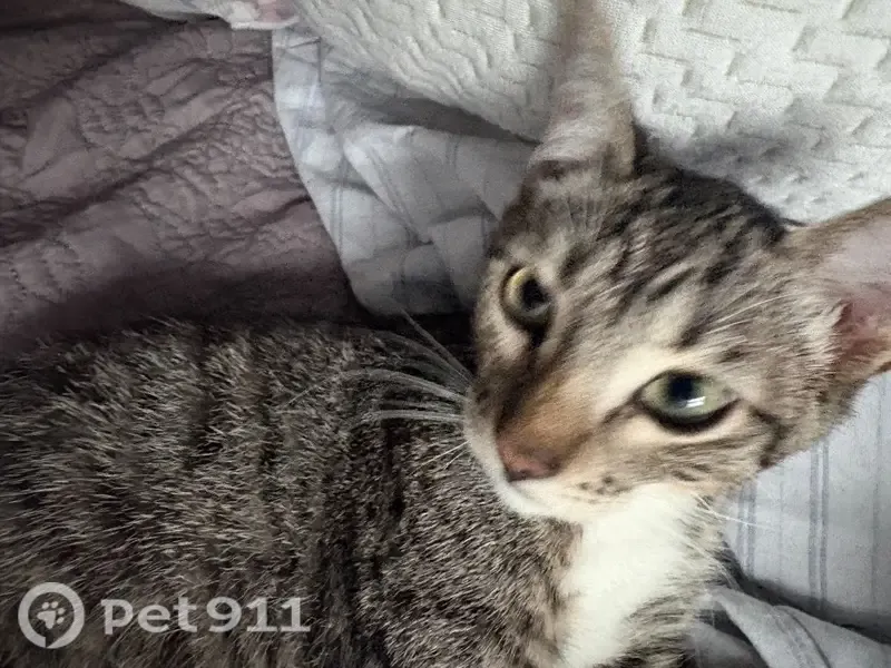 Perdido gato hembra, Vicente Lombardo Toledano, Culiacan - ojos verdes rayados - photo