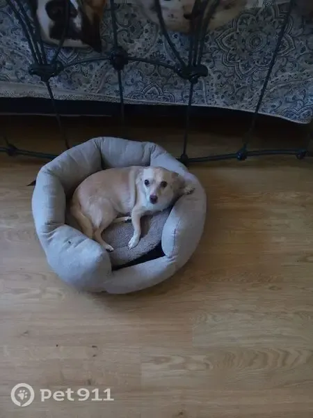 Lost dog, Berne Street, 7311, Rosemead, Rocklin — neutered, curled tail - photo