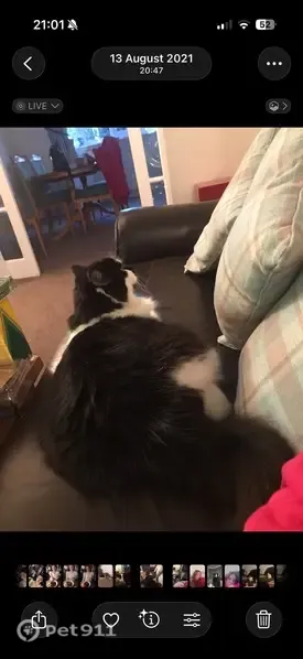 Lost cat, Lowton Road, 9, Sale - black and white, very fluffy - photo