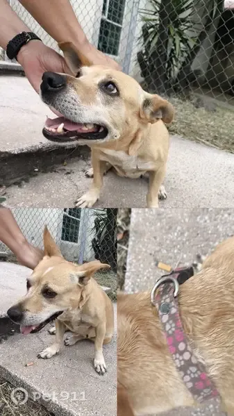 Encontrado perro hembra, Calle Juan Kepler, 4062, Santa Ana Tepetitlán, Guadalajara - trae collar - photo