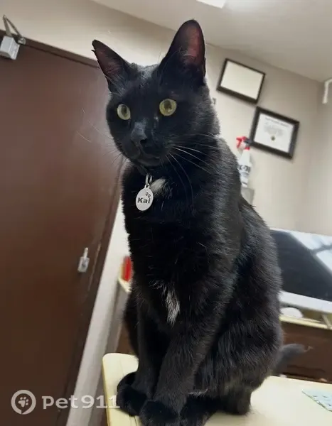 Lost cat, Sherwood Avenue, 1066, San Jose - male, black collar with yellow cheese and mouse icons - photo