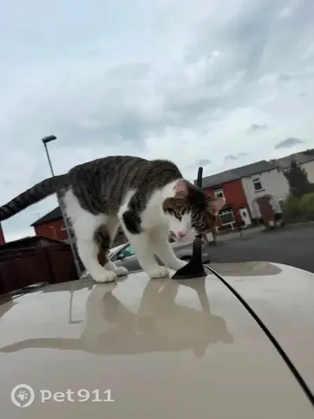Lost cat, Chorley New Road, 120, Horwich — grey and white tabby - photo