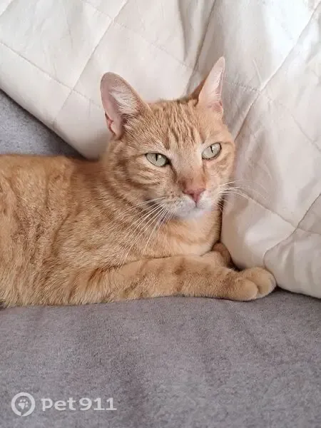 Encontrado gato, Lugar Pago Carlaja, 1828, Vélez-Malaga — cariñosa y con microchip - photo