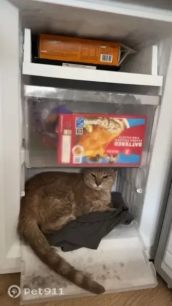 Lost cat, Honeysuckle Road, 191, Southampton - defensive cat - photo
