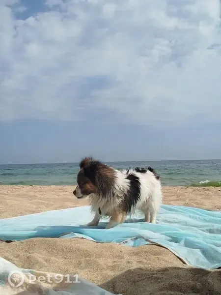 Зникла собака, 2 лінія, Молодіжне, Молодіжне — маленька, з брілоком з QR-кодом - photo