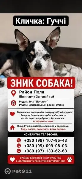 Зникла собака, проспект Олександра Поля, 131, Дніпро - photo