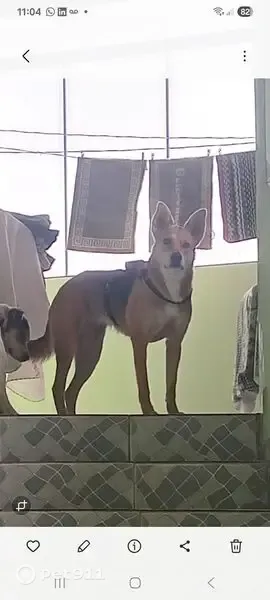 Encontrado cachorro fêmea em Tapiraí, São Paulo — caramelo, preto e branco - photo