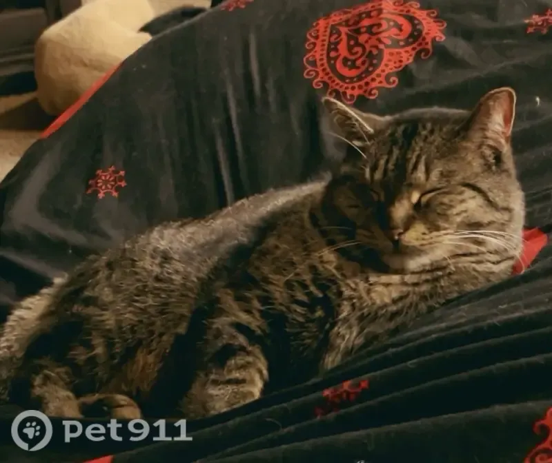 Lost cat, North Jay Street, Griffith - tripod tabby - photo