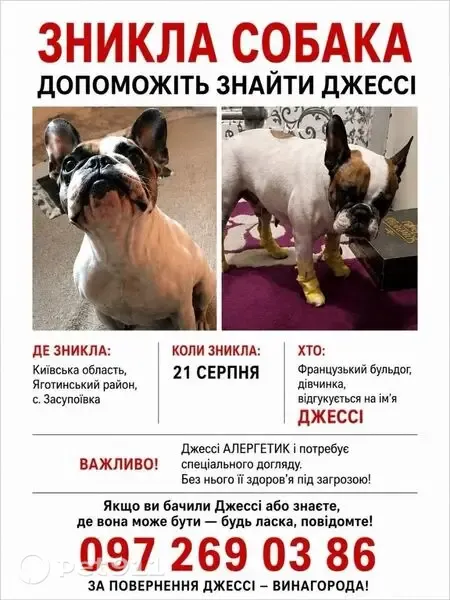 Зникла собака, Садова вулиця, Засупоївка — дівчинка французький бульдог Джесіка - photo