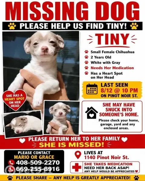 Lost dog, Marsala Street, 1139, Los Banos - female, small white with gray and a heart on her head - photo