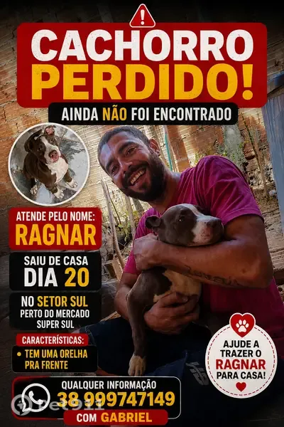 Perdido cachorro macho, St. Sul, Planaltina - GO, Brasil - filhote com uma orelhinha para frente - photo