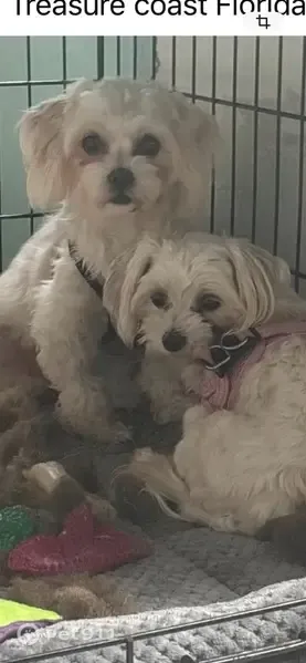 Lost dog, Southeast Lansdowne Avenue, 705, Port St. Lucie — female, microchipped - photo