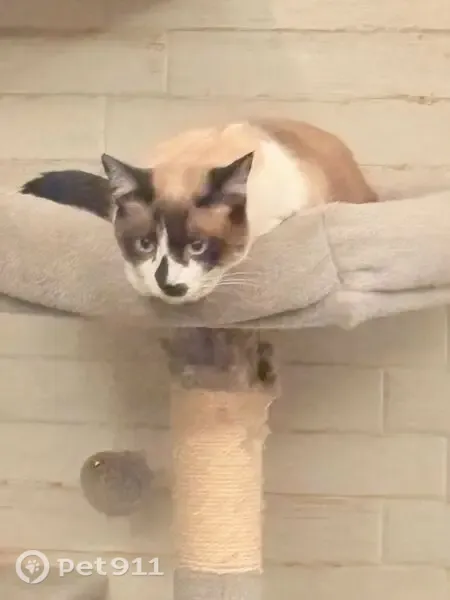 Perdido gato hembra en Alfredo R. Plascencia, 828, Guadalajara, Zapopan — ojos azules, muy tímida - photo