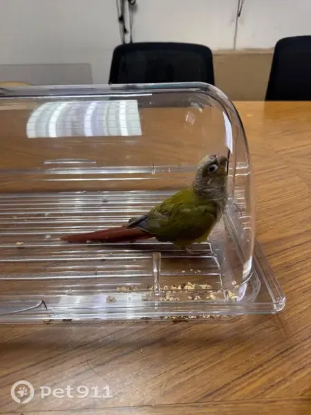 Found bird, Lee Highway, 9900, Fairfax - green cheeked conure with blue metal ankle band - photo