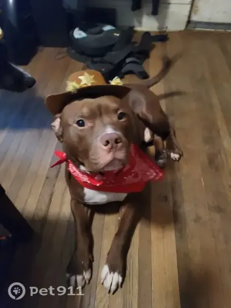 Lost dog, 18th Place, 231, Clinton, Arlington - friendly brown male with a white chest - photo