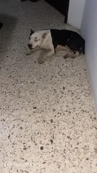 Encontrado perro hembra, Lázaro Cárdenas, 1002, Mazatlan - photo
