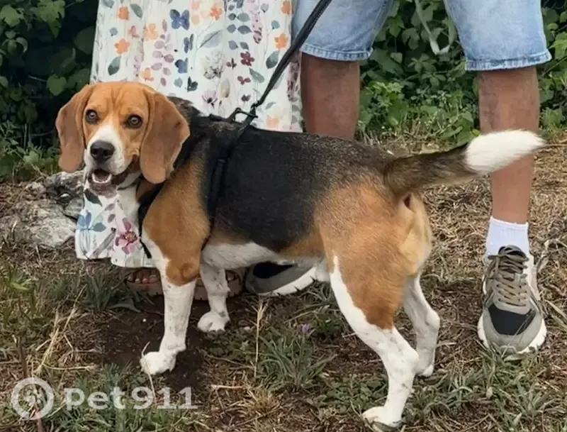 Perdido perro masculino, Calle Corraliza, La Gallega, Aranda de Duero - mediano y gordito - photo