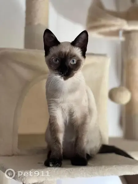 Perdido gato hembra, Calle Juan José Pérez del Molino, 16, Pozuelo de Alarcon - photo
