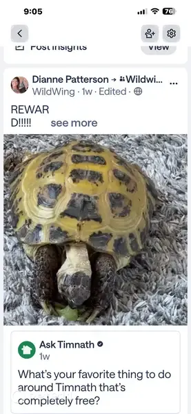 Lost Bird, Wildshore Drive, 7181, Timnath, Commerce City - light greenish gold, about 7-8 inches - photo