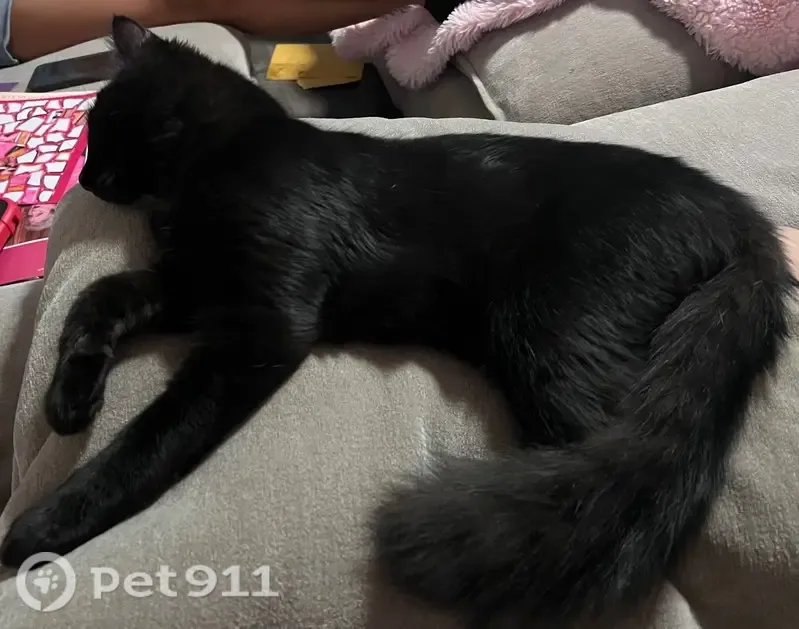 Lost cat, East Mississippi Avenue, 15297, Aurora - male, medium hair black kitten - photo