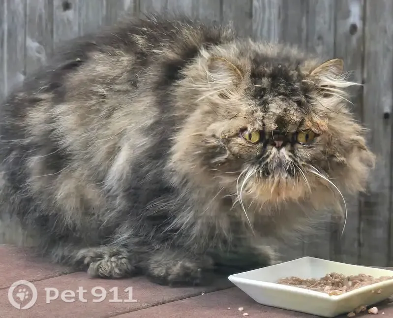 Found cat, High Street, 226, Pittsfield - female Persian, very skittish - photo