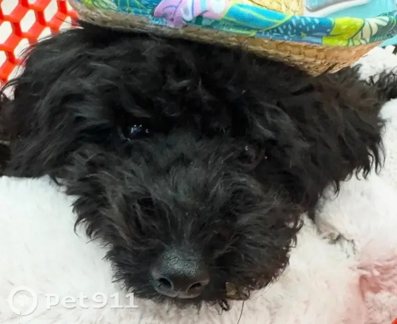 Lost dog, Quail Oaks Circle, 126, Groveland - female black mini poodle, 8 months old - photo