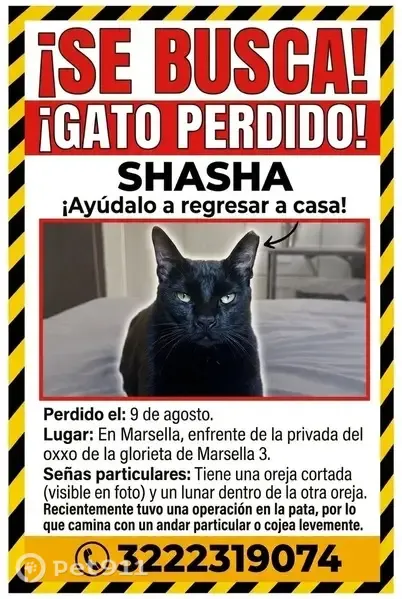 Perdido gato macho, Circuito del Prado, Playa del Carmen, Mexico City - cola alta y oreja cortada - photo