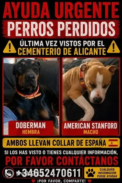 Perro perdido, Plaza Cementerio, 1, Alicante, Pozuelo de Alarcon — macho - photo