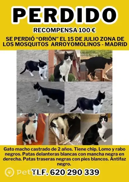 Perdido gato masculino, Calle de Gijón, Arroyomolinos, Madrid, negro y blanco - photo