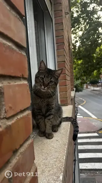 Perdido gato masculino, Calle Curro Cúchares, 16, La Rinconada - castrado y difícil de agarrar - photo