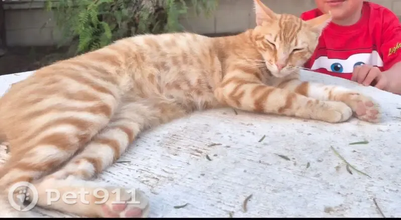 Perdido gato macho, Santa Anna, Elche - naranja esterilizado, oreja izquierda cortada - photo