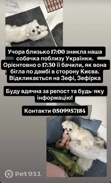 Зникла собака, Козин — біла мальтійська болонка, чіпована - photo
