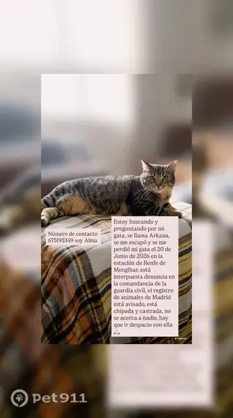 Perdido gato hembra, estación de Renfe de Mengíbar, Madrid - desconfiada y chipada - photo