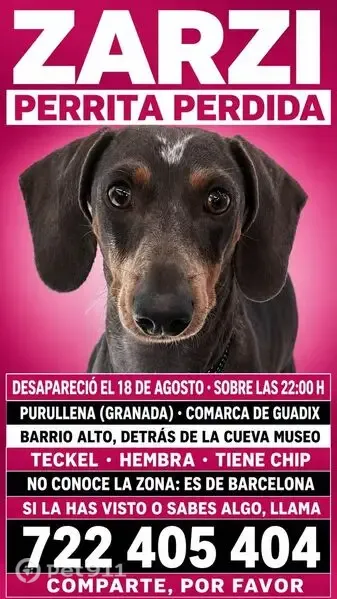 Perdido perro hembra, Purullena, Andalucía, City Center - perrita salchicha con marca en la cabeza - photo