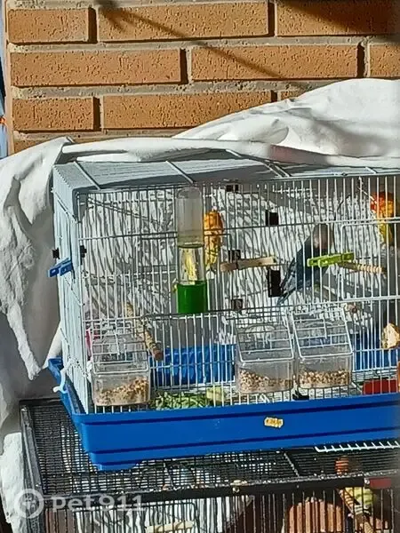 Perdida ave hembra, Andador del Teniente General Quintana Lacacci, Delicias, Zaragoza - agapornis Fischeri azul y cabeza blanca - photo