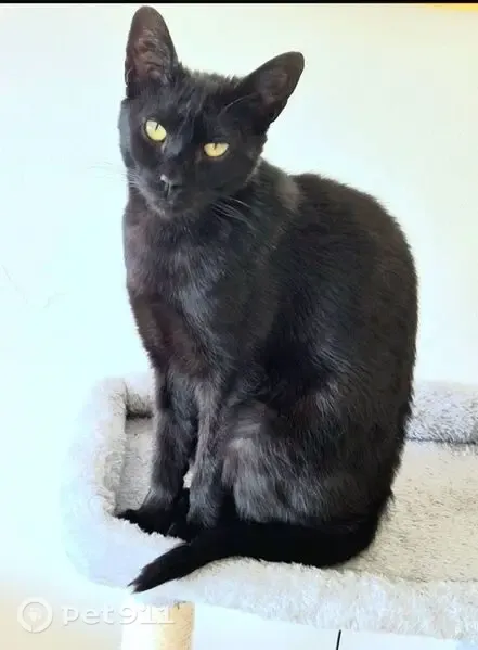Perdido gato hembra, Calle Londres, 14, Marbella — negra y con collar rosado - photo
