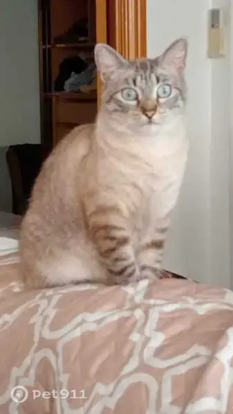 Perdido gato hembra, Calle Pedro Bernuz, 10, Oliver-Valdefierro - atigrada gris claro, ojos azules - photo