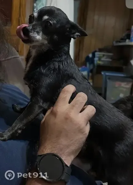 Lost dog, North Waldrip Street, 831, Grand Saline - very skittish, prefers women - photo