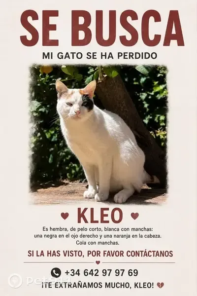 Gato perdido Hembra, Palma (sl497289) - photo