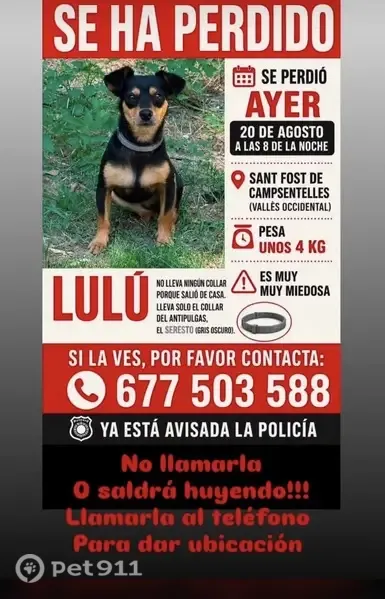 Perdido perro hembra, San Fausto de Campcentellas, Pozuelo de Alarcon - pincher muy pequeña de 4 kilos - photo