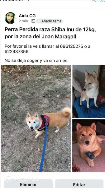 Perdido perro hembra, Camí d'Ullastrell, 158, Rubí, Barcelona - Shiba Inu de color canela - photo