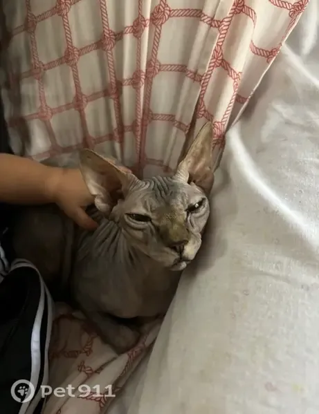 Perdido gato hembra, Carrer Covadonga, 10, Ripollet - muy cariñosa - photo