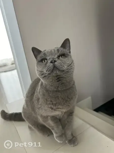 Perdido gato hembra en Avinguda Camí dels Capellans, 112, Sitges, Madrid — British short hair gris esterilizada - photo