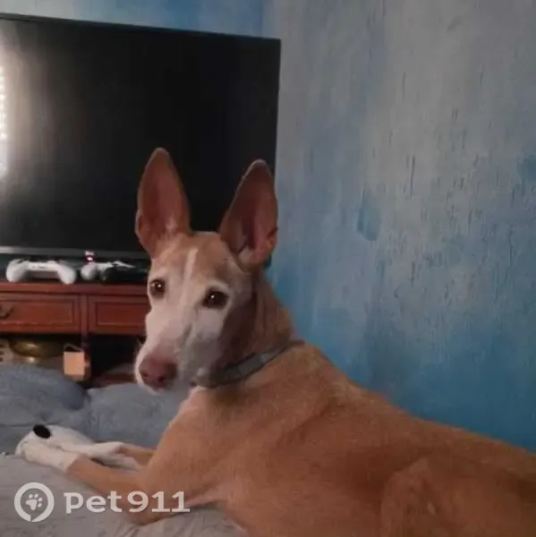 Perdido perro hembra, Calle Diagonal, Roquetas de Mar - podenco andaluz de talla pequeña - photo