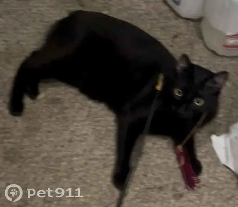 Lost cat, male, East Island West Place, Shelton - all black, amputated tail - photo