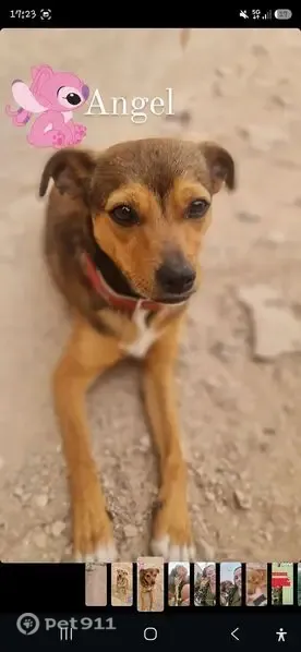 Perdido perro hembra, CV-875, 69, Cachap, Crevillente - photo
