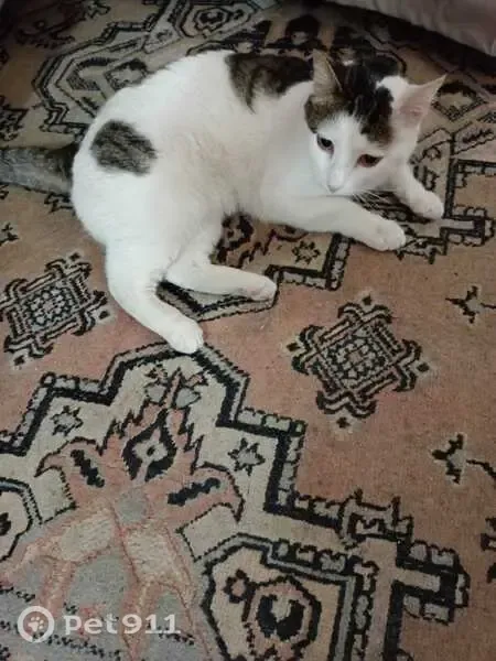 Perdido gato macho, Avenida Sanatorio, Archena, Molina de Segura - blanco, muy dócil - photo