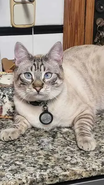 Perdido gato macho, Riba-roja de Túria, Pozuelo de Alarcon - juguetón y amigable - photo