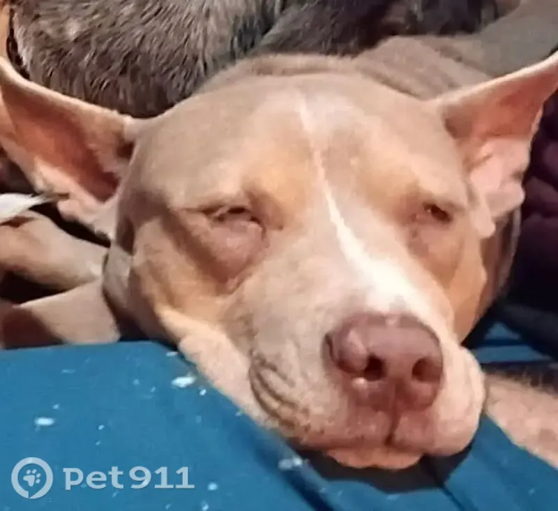 Lost dog, Chilton, Texas, Schertz — female, super sweet and friendly - photo