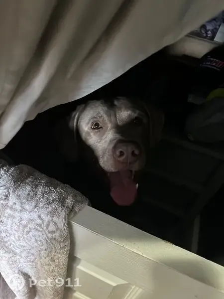 Lost dog, Wisconsin Street, 15488, Detroit - silver lab with an American flag collar - photo